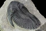 Hollardops Trilobite - Great Eye Facets #89227-4